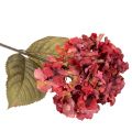 Branche d'hortensia