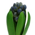 Floristik24 Jacinthe bleue avec bulbe 15 cm 3 p.