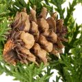 Branche de pin artificielle avec pommes de pin, 28 cm, lot de 6 | Floristik24.be