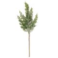 Branches de pin