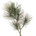 Floristik24 Branche de pin artificielle pour décoration de table et vases, 70 cm