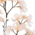 Floristik24 Branche de fleurs de cerisier Geeist Cream 51cm