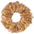 Floristik24 Couronne de champignons arboricoles, couleur naturelle, pour décoration de porte ou de mur, 37 cm