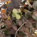 Couronne d'eucalyptus artificiel, décoration d'automne, ronde, 45 cm | Floristik24.be