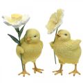 Floristik24 Joyeuses Pâques poussins, poussins avec fleurs, décorations de table Pâques, poussins décoratifs H11/11.5cm, lot de 2