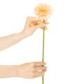 Gerberas artificiels abricot 47 cm, lot de 6 | Floristik24.be