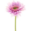 Floristik24 Gerberas artificiels pour jardin, violets, 47 cm, lot de 6