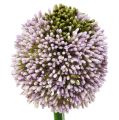Floristik24 Fleurs artificielles Allium Violet Ø10cm L65cm