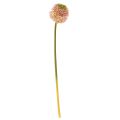 Floristik24 Allium artificiel ail ornemental rose vert Ø10cm L65cm