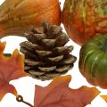 Floristik24 Cônes déco citrouille feuilles d&#39;automne set de décoration d&#39;automne 5-11cm