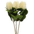 Floristik24 Fleurs artificielles, Banksia, Proteaceae Blanc crème L58cm H6cm 3pcs