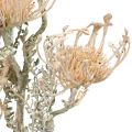 Floristik24 Fleurs Artificielles, Fleur en Coussinet, Leucospermum, Proteaceae Blanc Lavé L58cm 3pcs