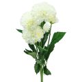 Floristik24 Fleurs artificielles dahlias décoratifs blanc artificiel 50cm