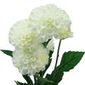 Floristik24 Fleurs artificielles dahlias décoratifs blanc artificiel 50cm
