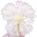 Floristik24 Fleurs artificielles boule décorative fleur allium oignon ornemental artificiel 78cm