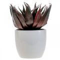 Floristik24 Plante d&#39;Aloe Vera Artificielle en Pot Plante Décorative Verte H20cm