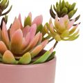 Floristik24 Plantes artificielles en pots succulentes artificielles H13cm 3pcs