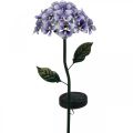 Floristik24 Chrysanthème lumineux, décoration en métal pour le jardin, décoration solaire à leds violet L55cm Ø15cm