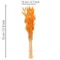 Lagurus, bouquet d'herbe veloutée séchée, 70 cm, 100 g | Floristik24.be