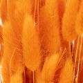 Lagurus, bouquet d'herbe veloutée séchée, 70 cm, 100 g | Floristik24.be