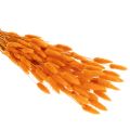 Lagurus, bouquet d'herbe veloutée séchée, 70 cm, 100 g | Floristik24.be