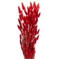 Floristik24 Bouquet de Lagurus séchés, décoration florale séchée, 70 cm, 100 g