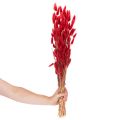 Bouquet de Lagurus séchés, décoration florale séchée, 70 cm, 100 g | Floristik24.be