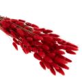 Bouquet de Lagurus séchés,