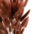 Floristik24 Fleuristerie sèche herbe de queue de lapin Lagurus brun rougeâtre 100g