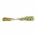 Floristik24 Velvet Grass Lagurus Vert Clair 100g Herbes Sèches