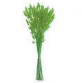 Floristik24 Herbe Décorative Vert Pomme Lagurus 100gr
