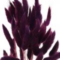 Floristik24 Herbe de Velours Violette, Herbe Queue de Lapin, Lagurus L18-50cm 25g