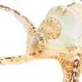 Floristik24 Lambis escargot de mer naturel 22cm