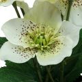 Floristik24 Rose de Carême Hellébore Rose de Noël pot fleurs artificielles H25cm blanc