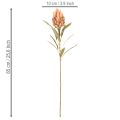 Fleur artificielle de Protea Leucadendron à longue tige, 65 cm, lot de 3 | Floristik24.be