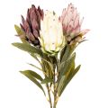 Floristik24 Protea artificielle Leucadendron 100 cm, lot de 3