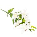 Lys artificiels, 6 fleurs