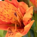 Alstroemeria artificielle orange, bouquet décoratif artificiel, 75 cm, 3 pièces | Floristik24.be
