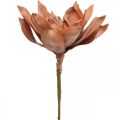 Floristik24 Fleur de Lotus Plante Artificielle Fleur de Lotus Artificielle Marron L64cm