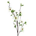 Floristik24 Branche de magnolia blanc-vert 94cm