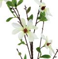 Floristik24 Branche de magnolia blanc-vert 94cm
