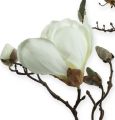 Floristik24 Branche de magnolia blanc 110cm