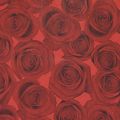 Floristik24 Papier manchette papier de soie roses rouges 25cm 100m