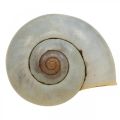 Floristik24 Décoration maritime coquille d&#39;escargot escargots naturels vides 2-5cm 1kg