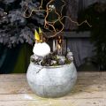 Floristik24 Pot rond en métal, vase décoratif, bol à plantes argent, blanc lavé, aspect antique Ø25,5 / 18cm H17 / 13cm, lot de 2