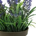 Floristik24 Mini lavande en pot plante artificielle décor lavande H16cm