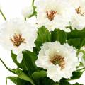 Floristik24 Pavot dans un pot de fleurs en soie blanche décoration florale