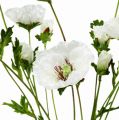 Floristik24 Fleur de coquelicot pavot blanc 3 p.