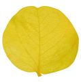 Floristik24 Moneta feuilles citron vert 50gr
