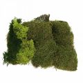 Floristik24 Mousse décorative pour l&#39;artisanat mélange vert, mousse naturelle vert clair 100g